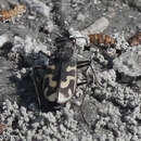 Image of Short-legged Tiger Beetle