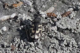 Image of Short-legged Tiger Beetle