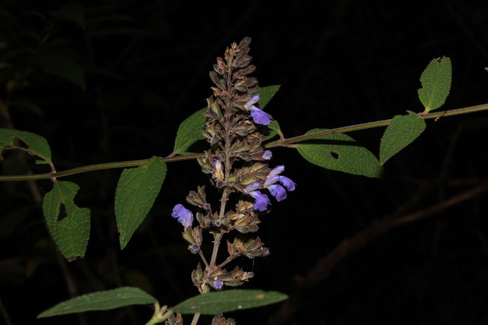 Image of Salvia thyrsiflora Benth.