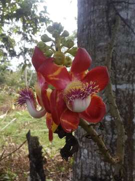 Image of cannonball tree