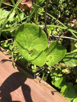 Image of Deer-Cabbage