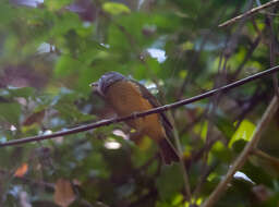 Imagem de Mionectes rufiventris Cabanis 1846