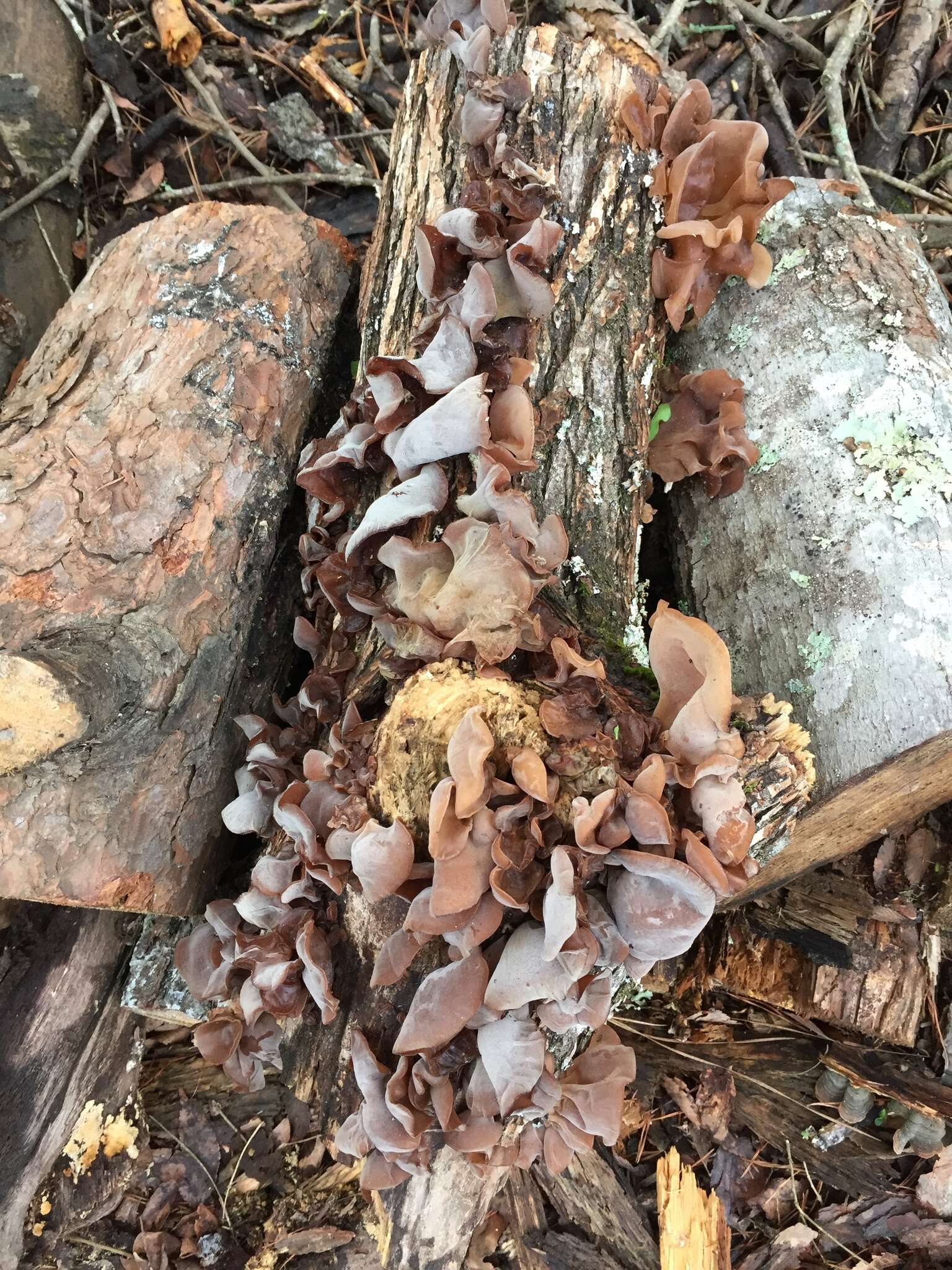 Image of Auricularia americana Parmasto & I. Parmasto ex Audet, Boulet & Sirard 2003