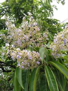 Image of smallflower chaste-tree