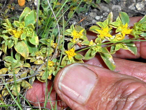 Image of Aizoon rigidum L. fil.