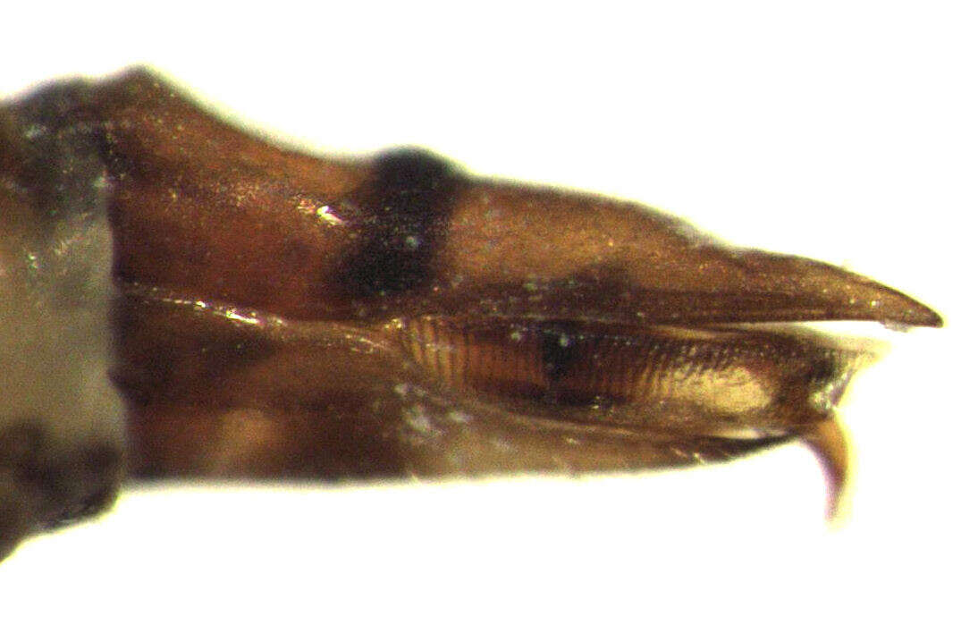 Image of Tristania psyllid