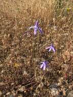 Image of Conanthera trimaculata (D. Don) F. Meigen