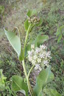 Image of Asclepias lynchiana M. Fishbein