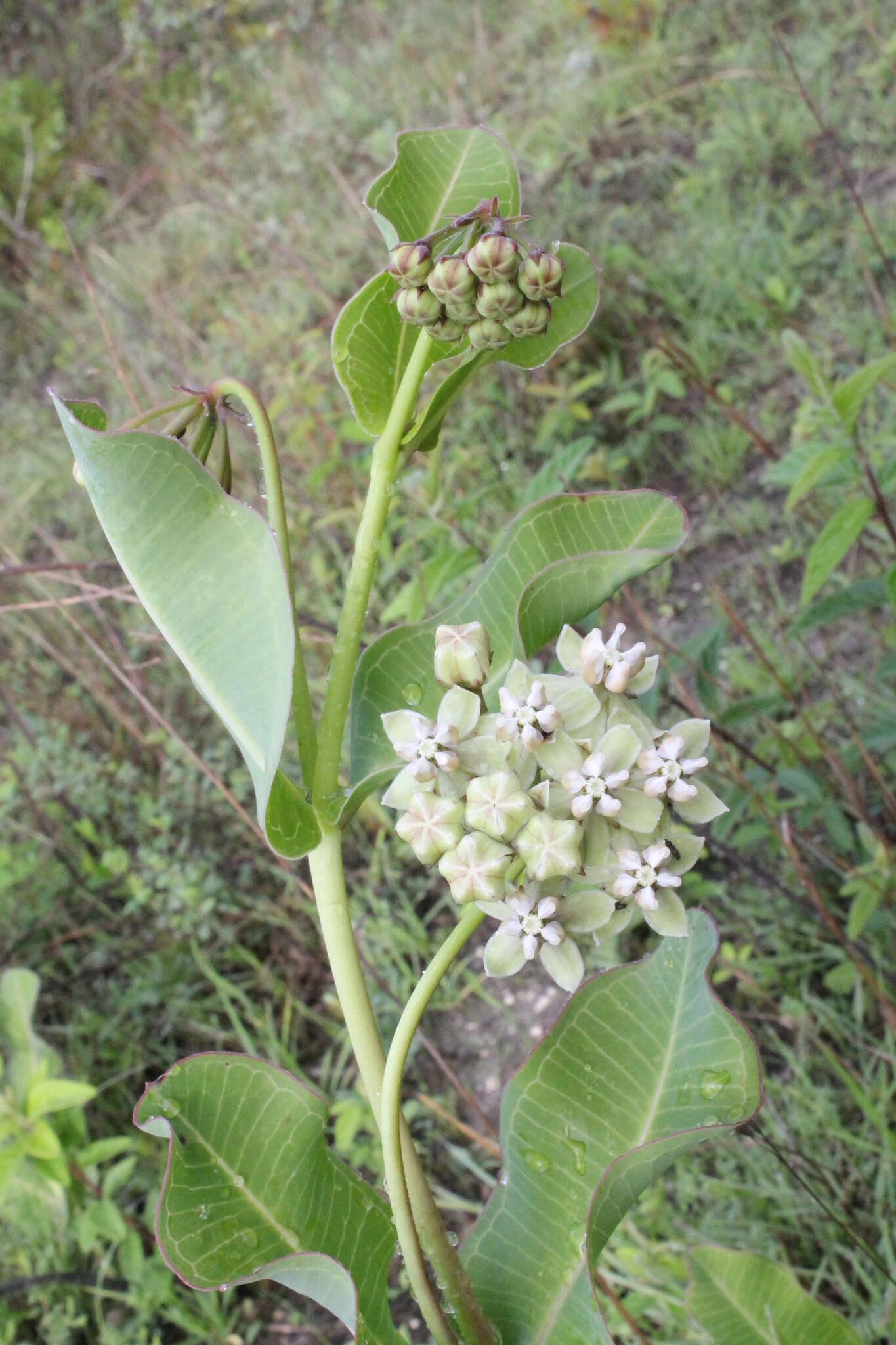 Image of Asclepias lynchiana M. Fishbein