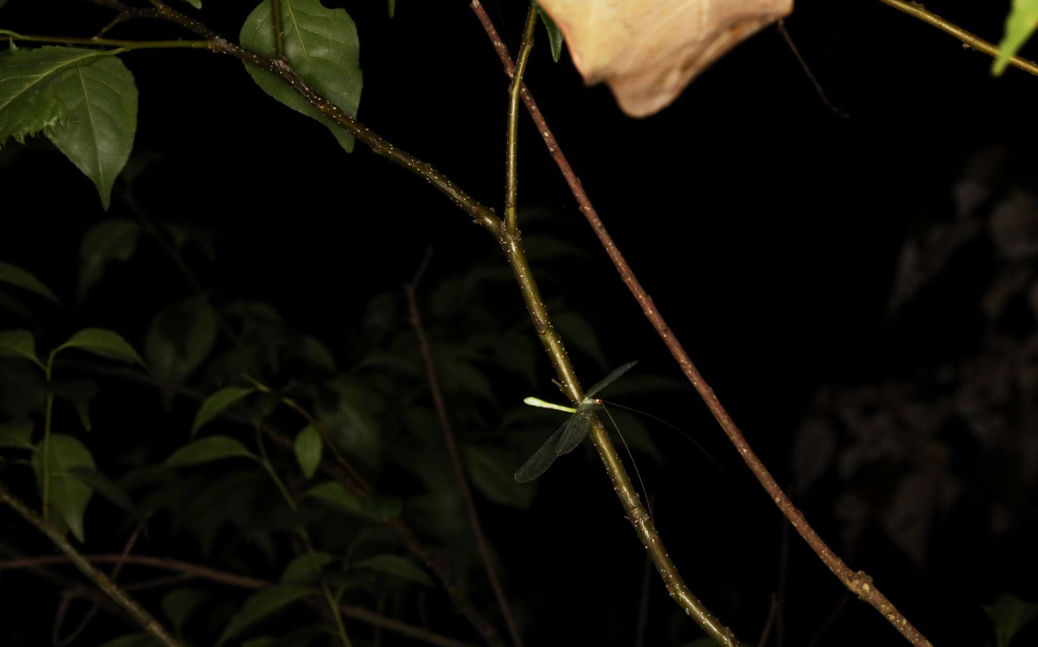 Image of Apochrysa matsumurae Okamoto 1912