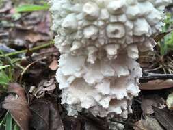 Image of Amanita pyramidifera D. A. Reid 1978