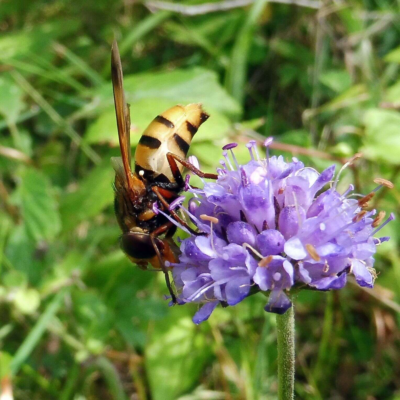 Image of lesser hornet hoverfly