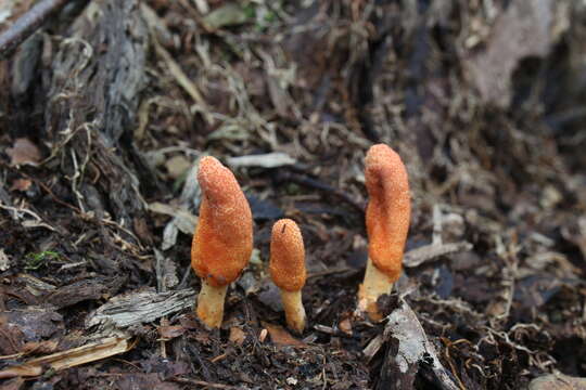 Image of Cordyceps militaris (L.) Fr. 1818