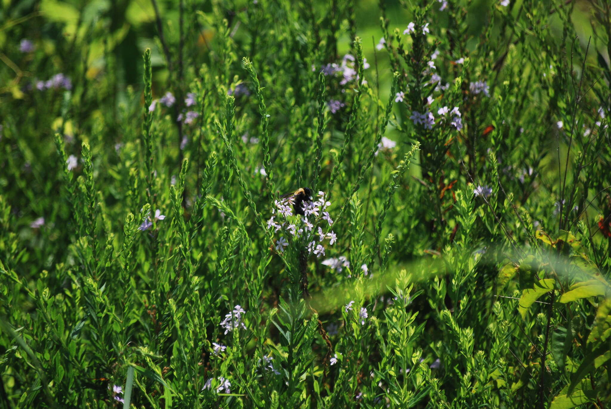 Image of lance-leaved loosetrife