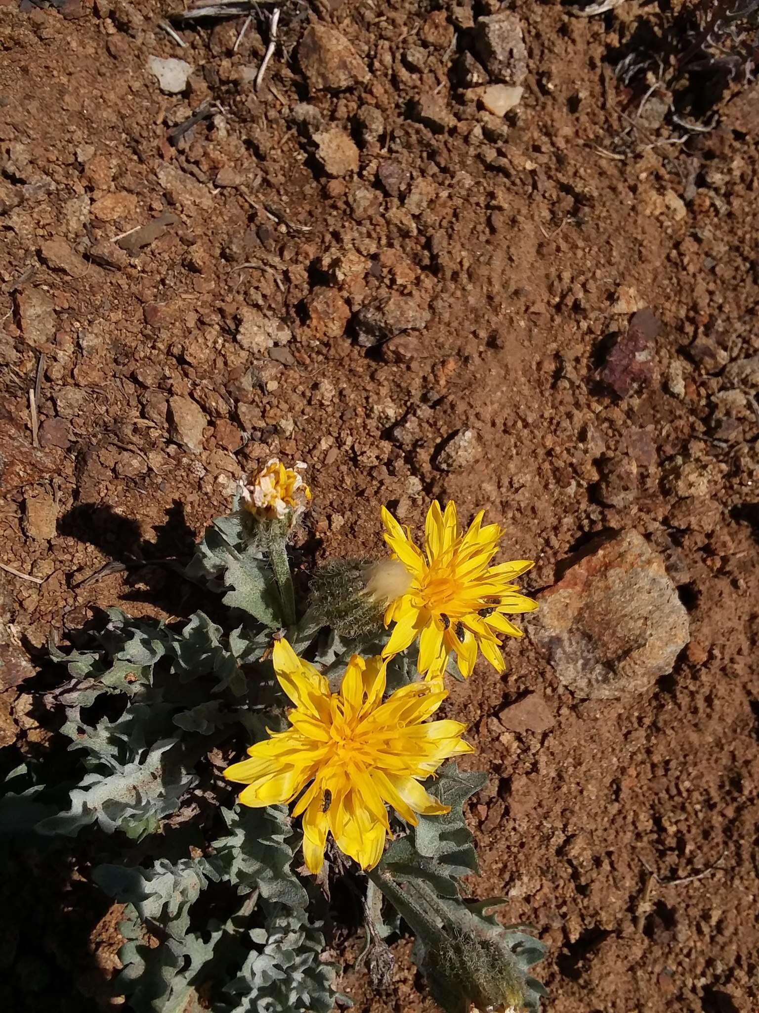 Agoseris glauca var. dasycephala (Torr. & A. Gray) Jepson resmi