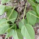 صورة Acalypha langiana Müll. Arg.