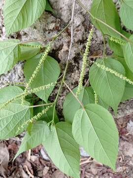 Image de Acalypha langiana Müll. Arg.