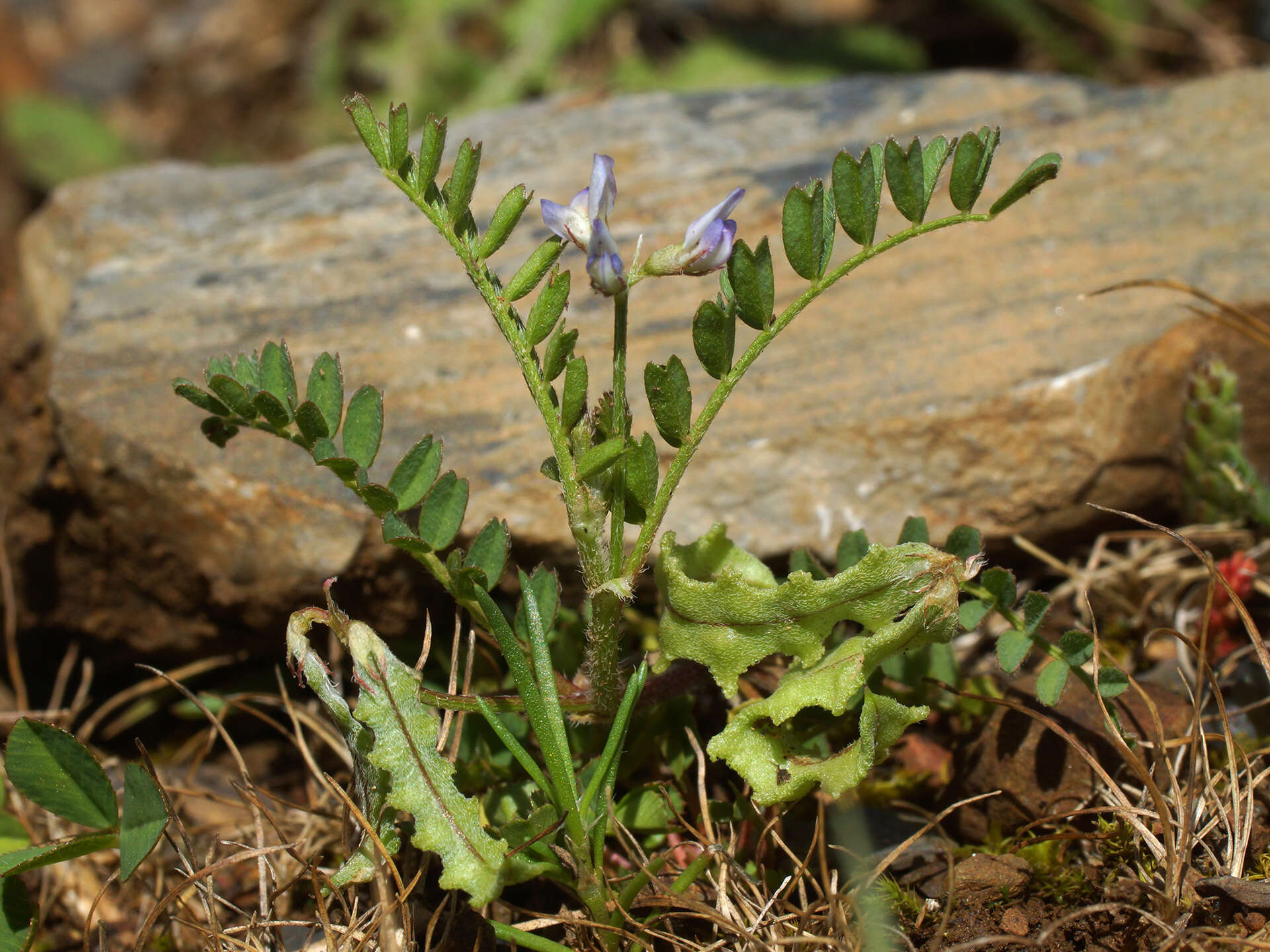 Image of Astragalus pelecinus (L.) Barneby