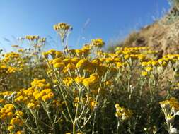 Image of Achillea falcata L.