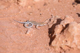 Image of Masira Fringe-fingered Lizard