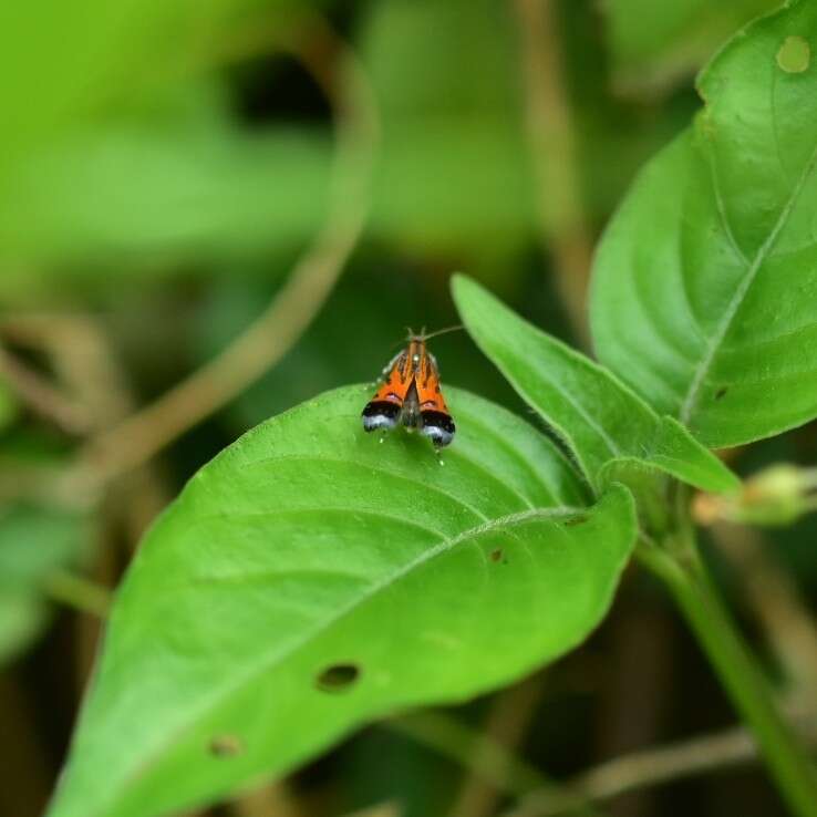 Tricyanaula aurantiaca Walsingham 1886的圖片