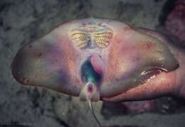 Image of California Butterfly Ray