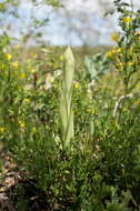 Image of Himantoglossum caprinum (M. Bieb.) Spreng.