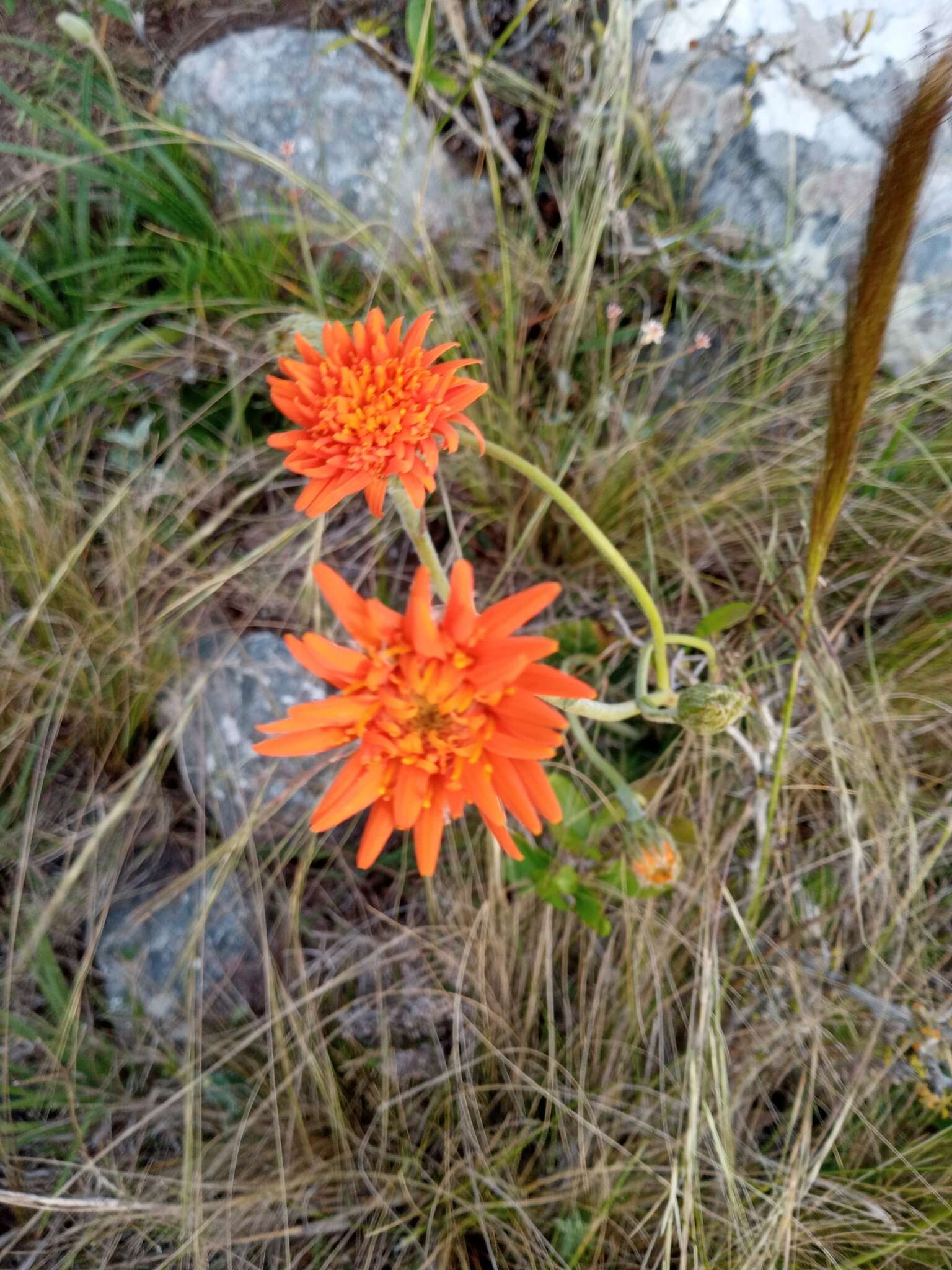 Plancia ëd Criscia stricta (Spreng.) L. Katinas