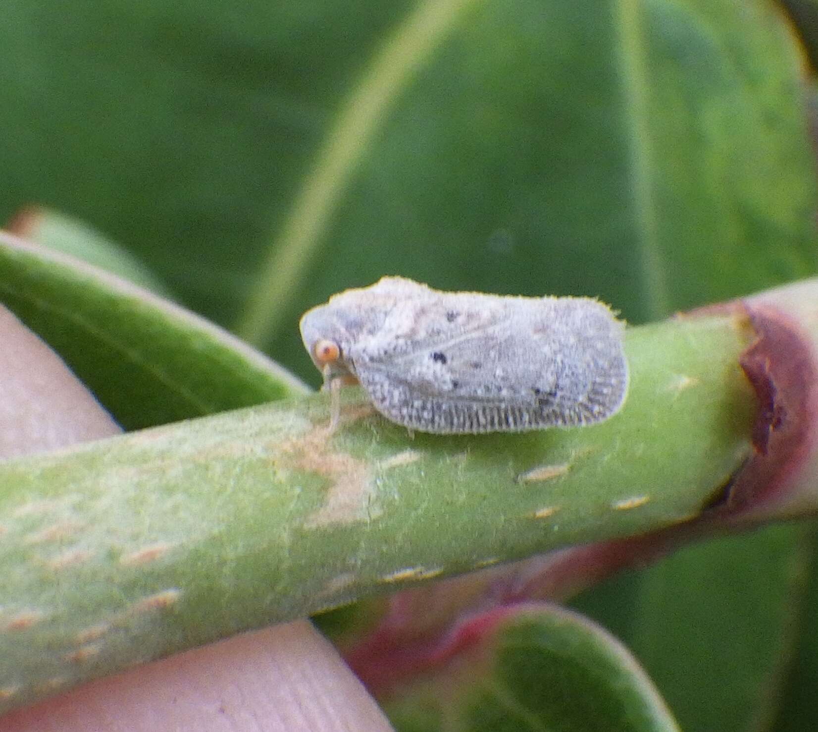 Image of Puerto rican planthopper