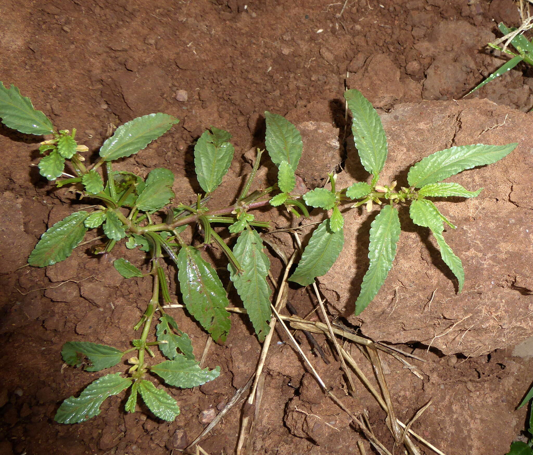 Image of Horn-fruited jute