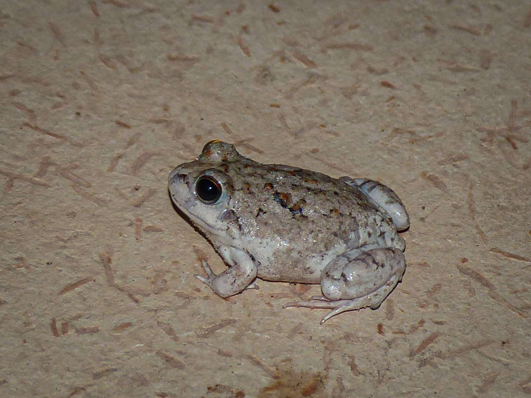 Image of Peters' four-eyed frog