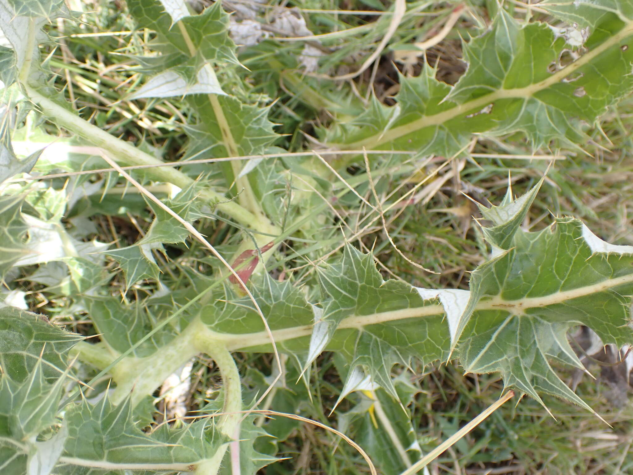 Image of Berkheya onopordifolia (DC.) Burtt Davy