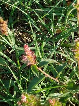 Image de Acalypha phleoides Cav.