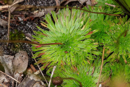 Image of Stylidium piliferum R. Br.