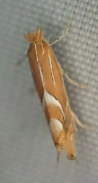 صورة Phyllonorycter endryella (Mann 1855)