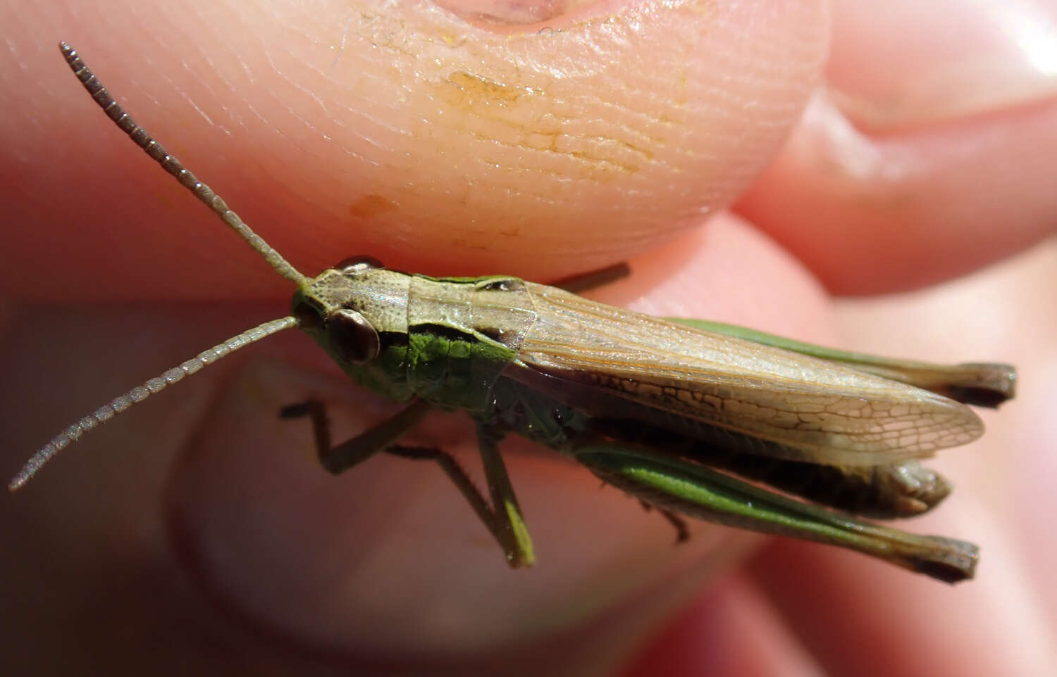 Pseudochorthippus resmi