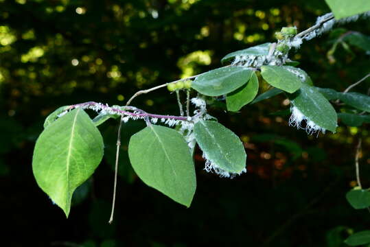 Image of Aphid