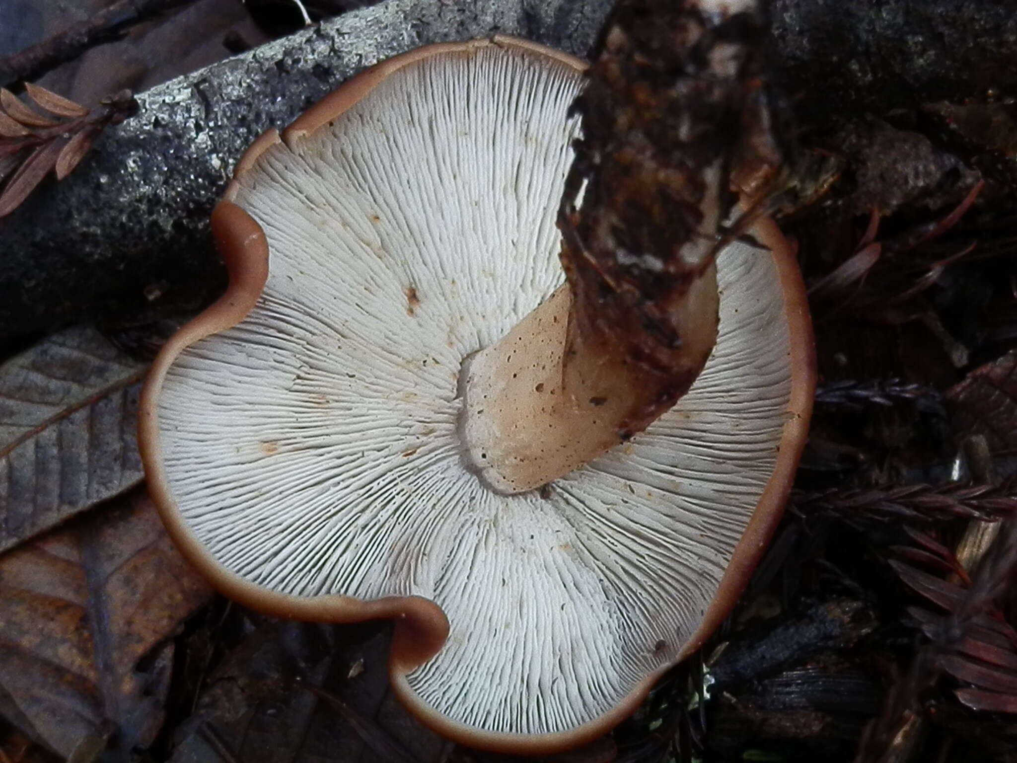 Image of Rhodocollybia badiialba (Murrill) Lennox 1979