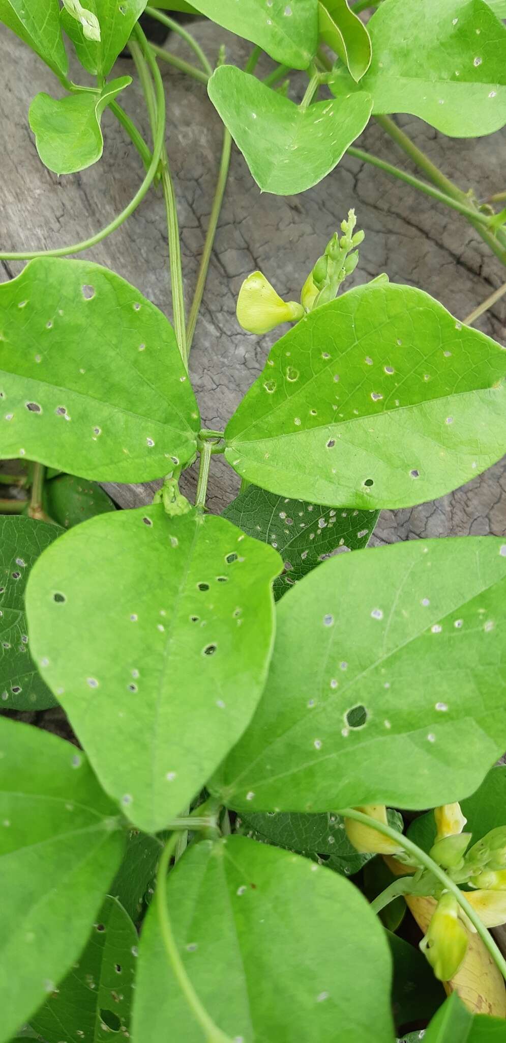 Image of notched cowpea