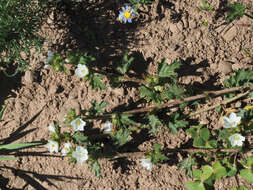 Image of Anisodontea biflora (Desr.) D. M. Bates