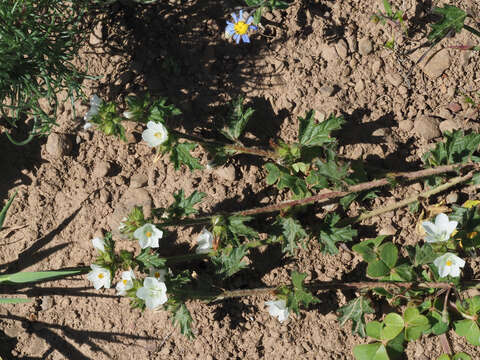 Image de Anisodontea biflora (Desr.) D. M. Bates