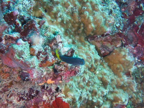 Image of Bicolor Blenny