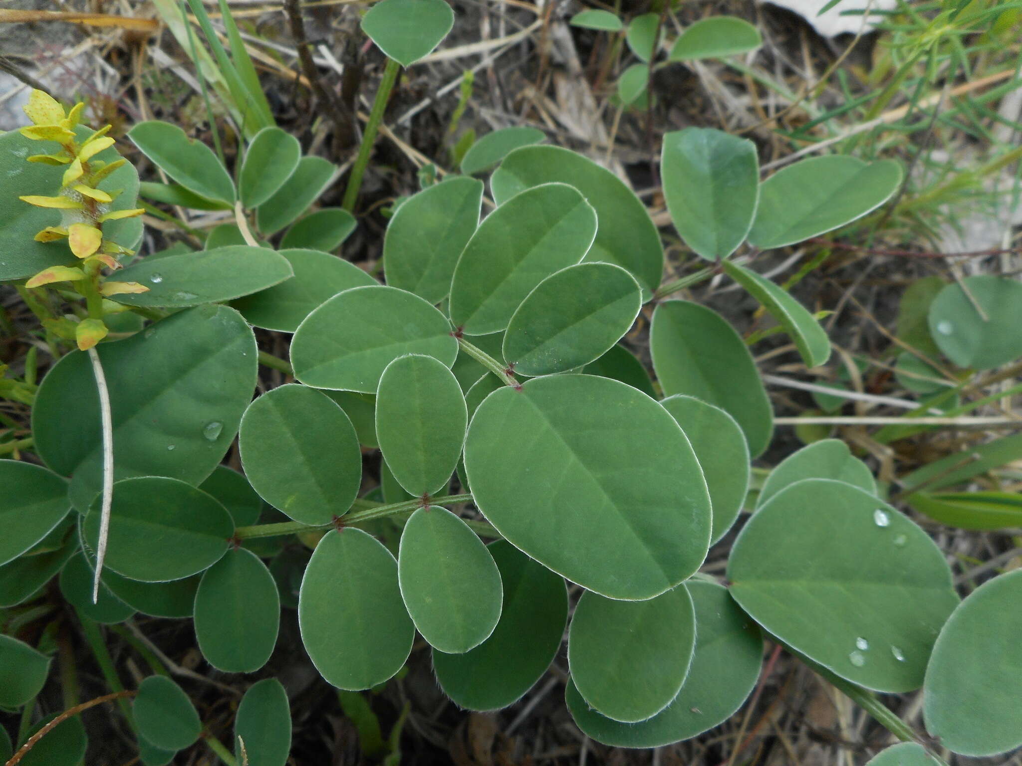 Image of <i>Sulla coronaria</i>