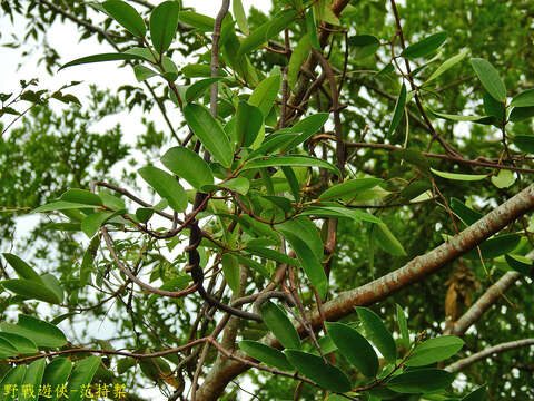 Image of Anodendron benthamianum Hemsl.