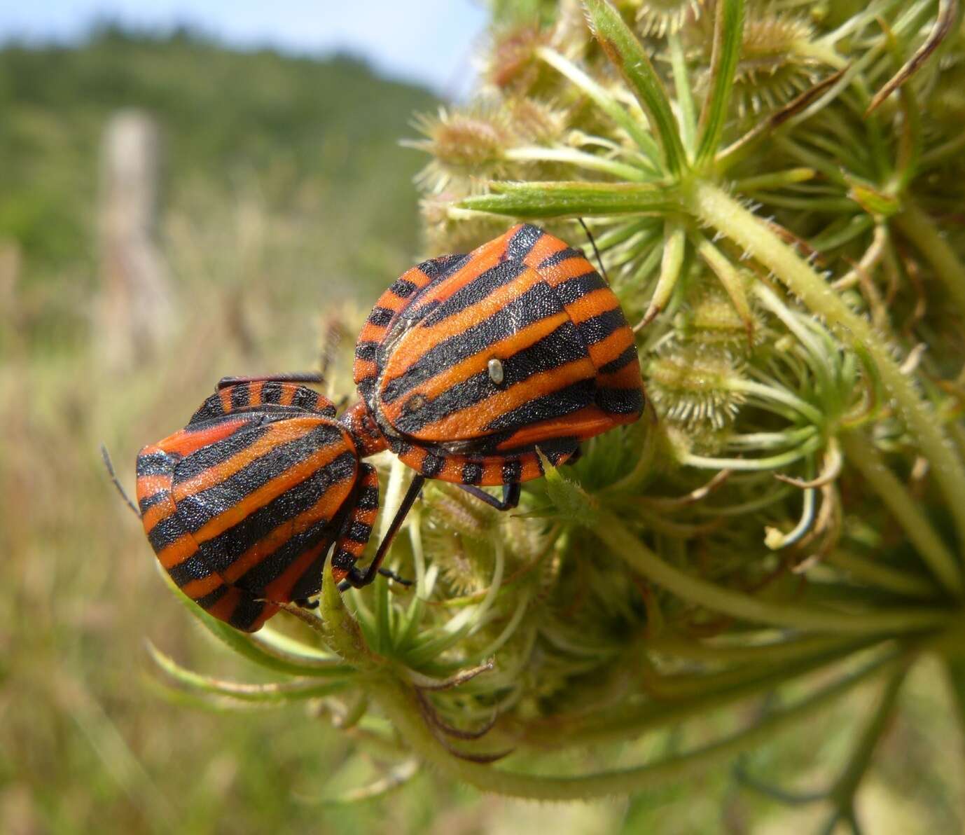 Image of Graphosoma italicum italicum