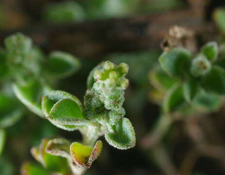 Image of Desert goosefoot