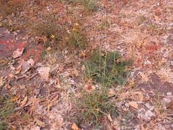 Image of Creeping Molasses Grass