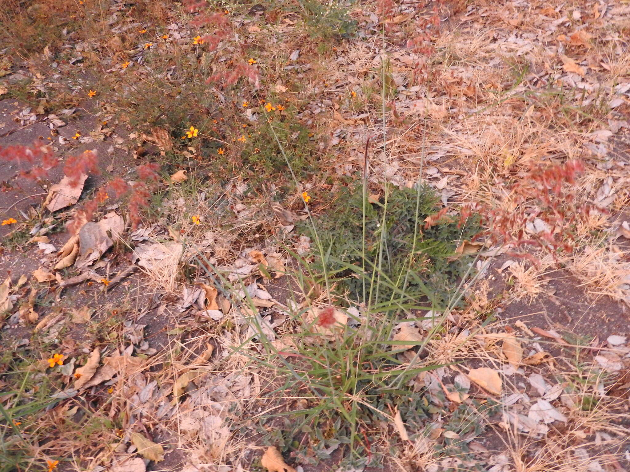 Image of Creeping Molasses Grass