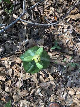 Image de Trillium decipiens J. D. Freeman