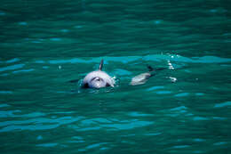 Image of South Island Hector's dolphin